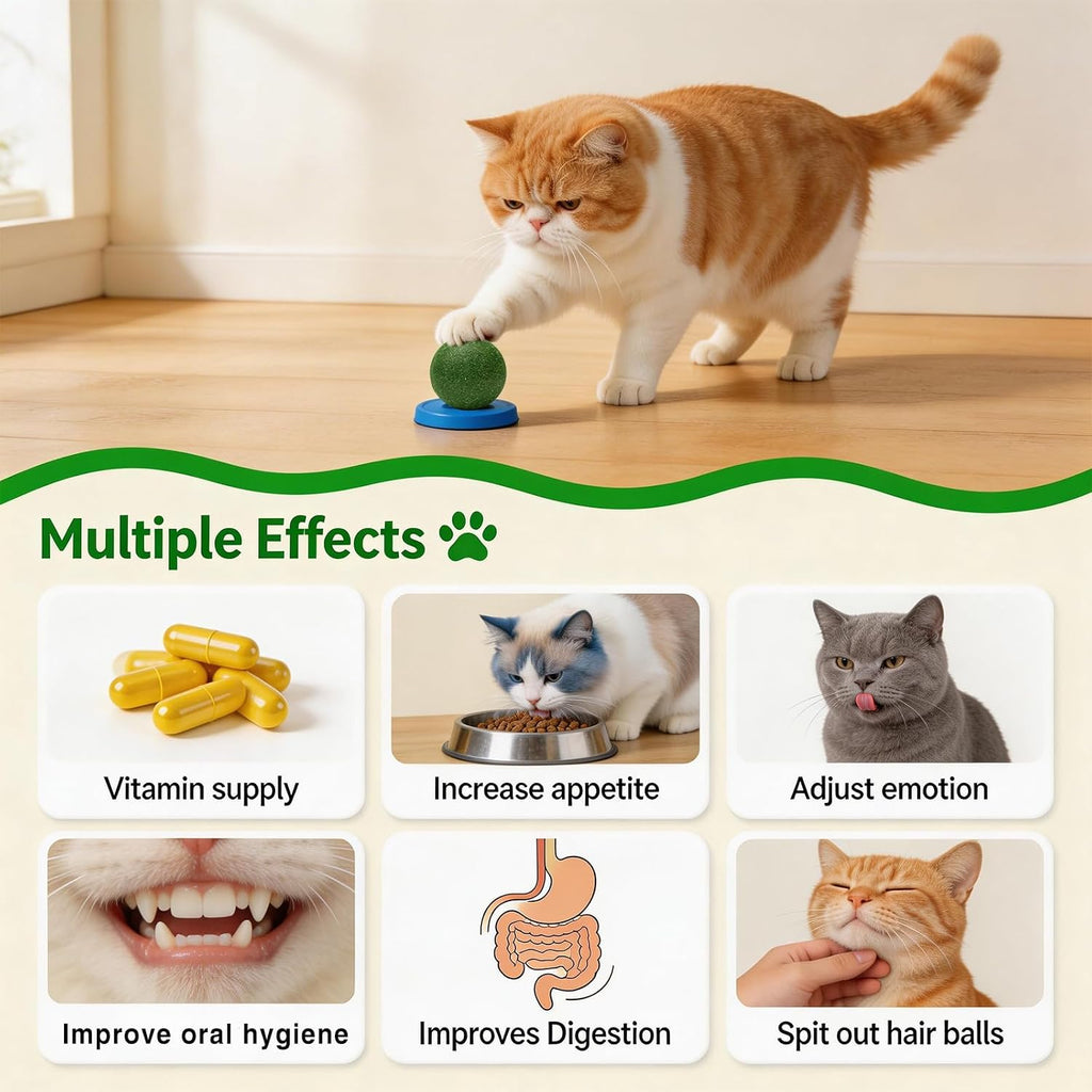 An indoor kitten interacting playfully with the rotational matatabi catnip wall ball toy attachment.