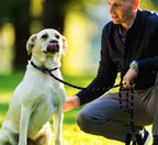 Ergonomic shock absorbing padded handle on premium dog training lead