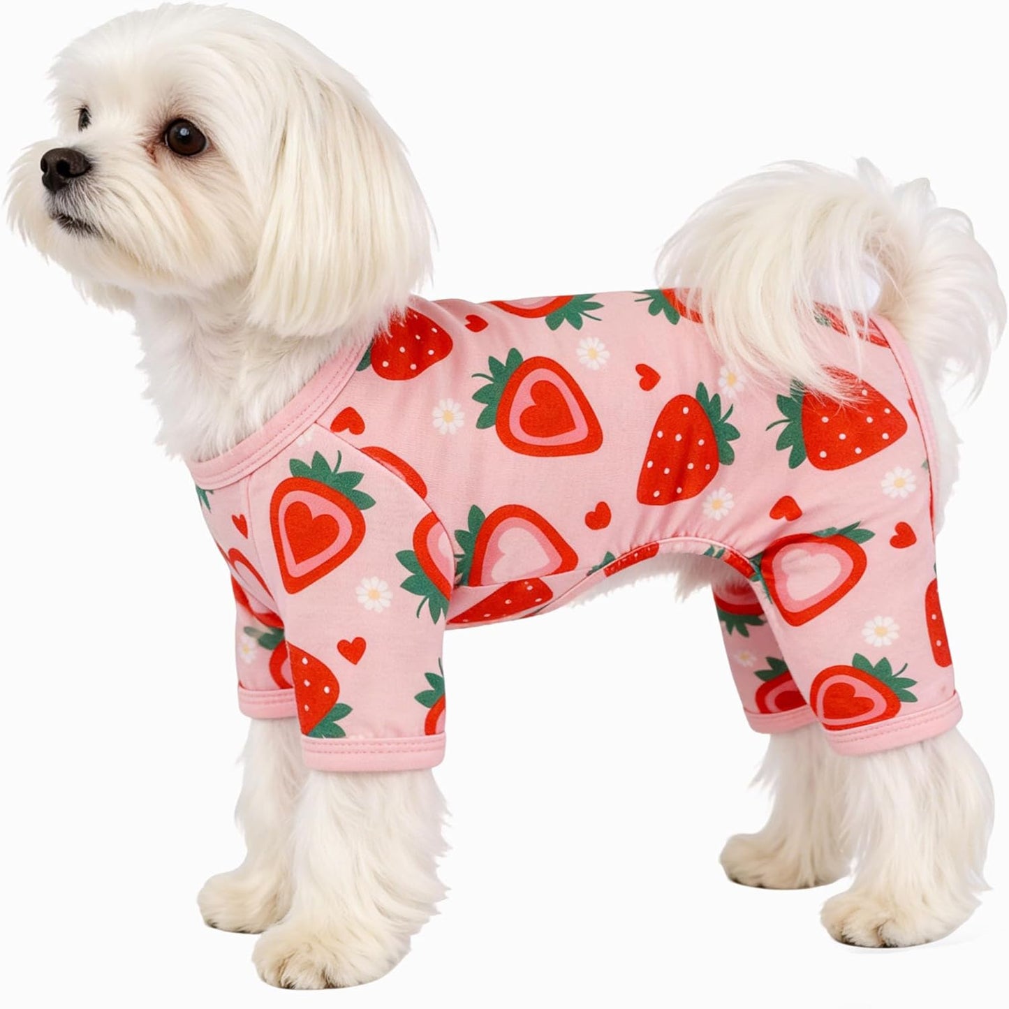 Small Chihuahua wearing the X-Small size dinosaur printed pet pajamas while lounging.