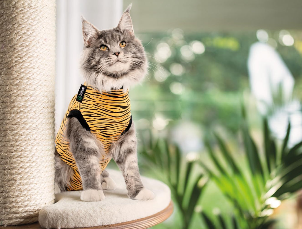 Cat in tiger print surgery suit resting
