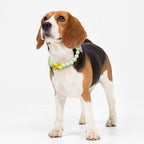 Handmade beaded dog necklace with green glowing beads and bow tie