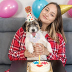 Small dog wearing Bruislard birthday costume set