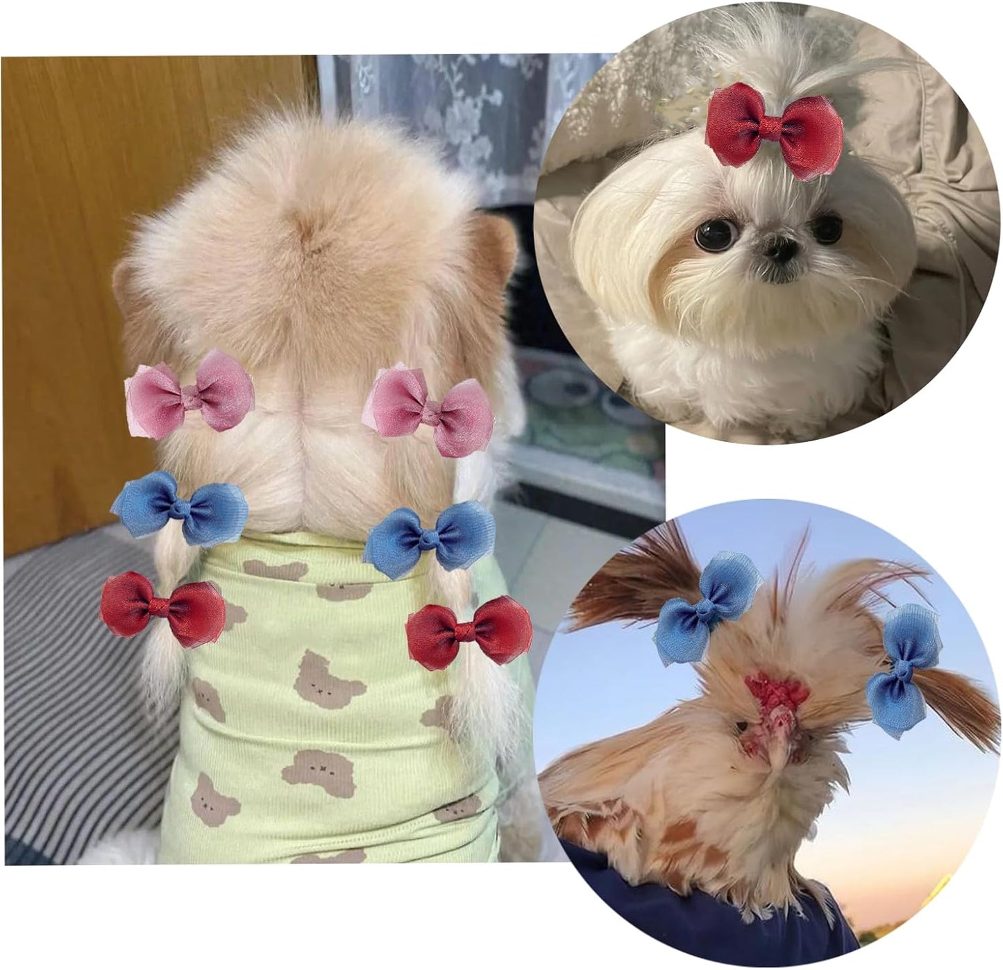SXYYDSG pet apparel packaging showcasing creative gift set for chicken owners