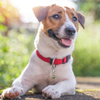 Wontee puppy and kitty necklace accessory attached to collar