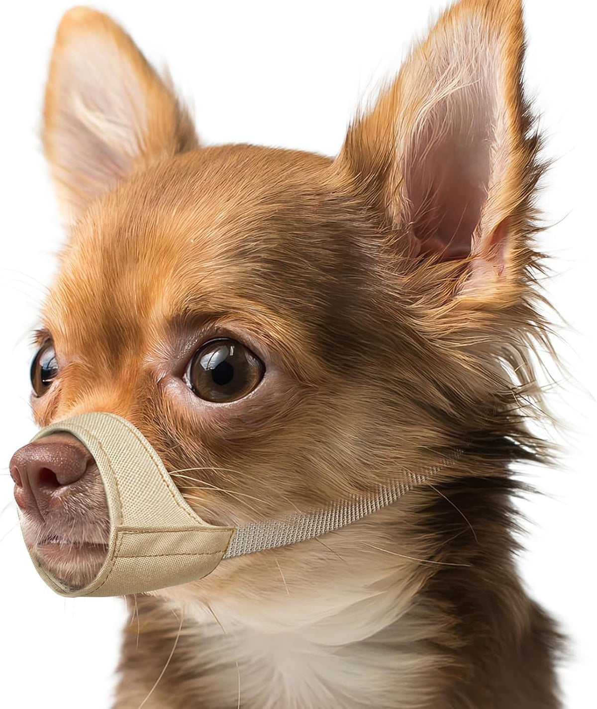 Mayerzon Short Snout Dog Muzzle front view