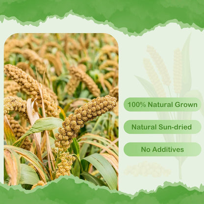 Natural sun dried millet spray stalks for birds