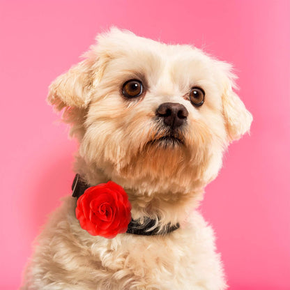 Red and rose red variants of the WILLBOND pet flower collar grooming accessories.