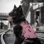 OneTigris pink military style dog harness being adjusted on a medium breed