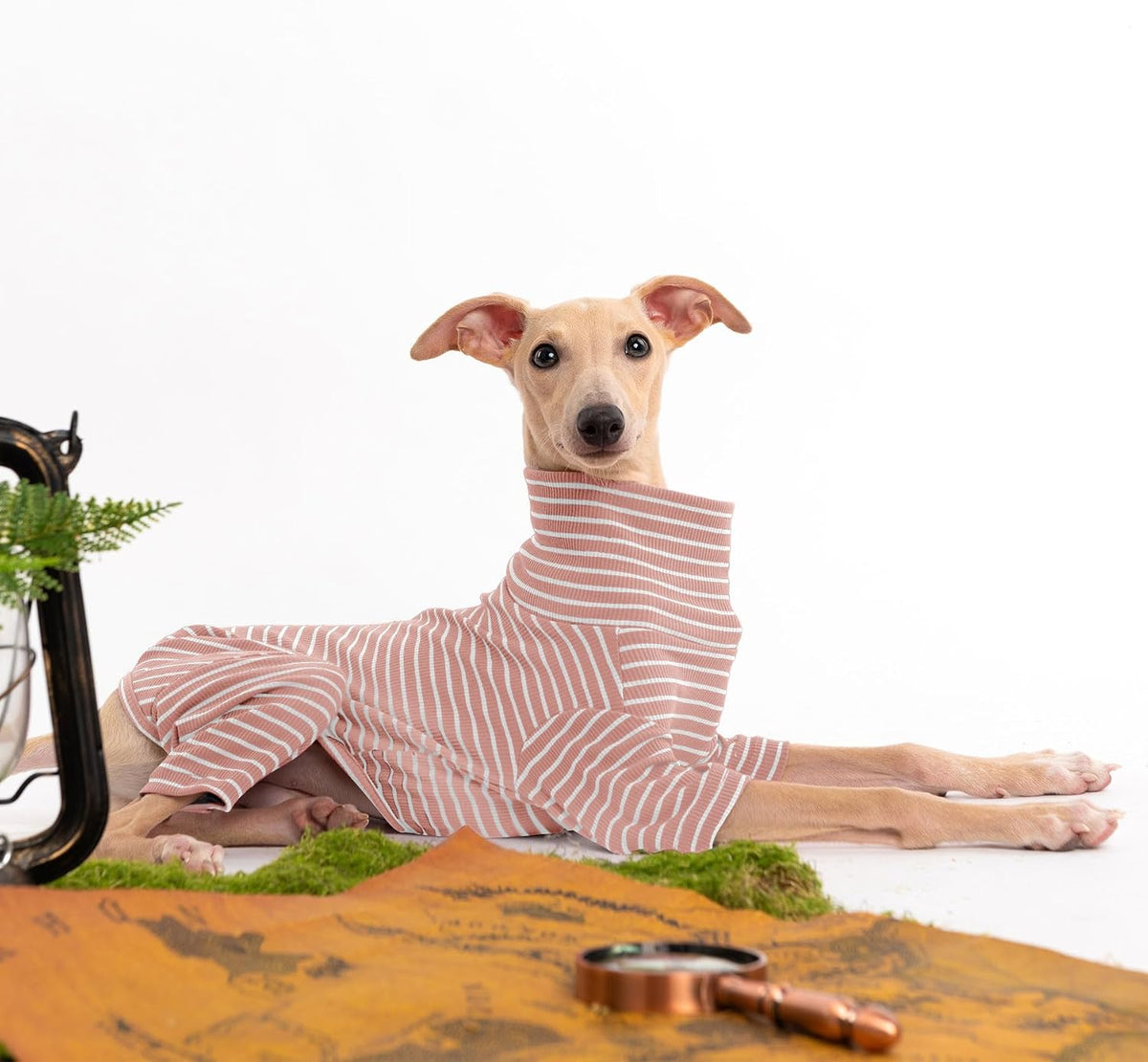 Haloumoning stretchable winter dog clothes displayed on an Italian Greyhound