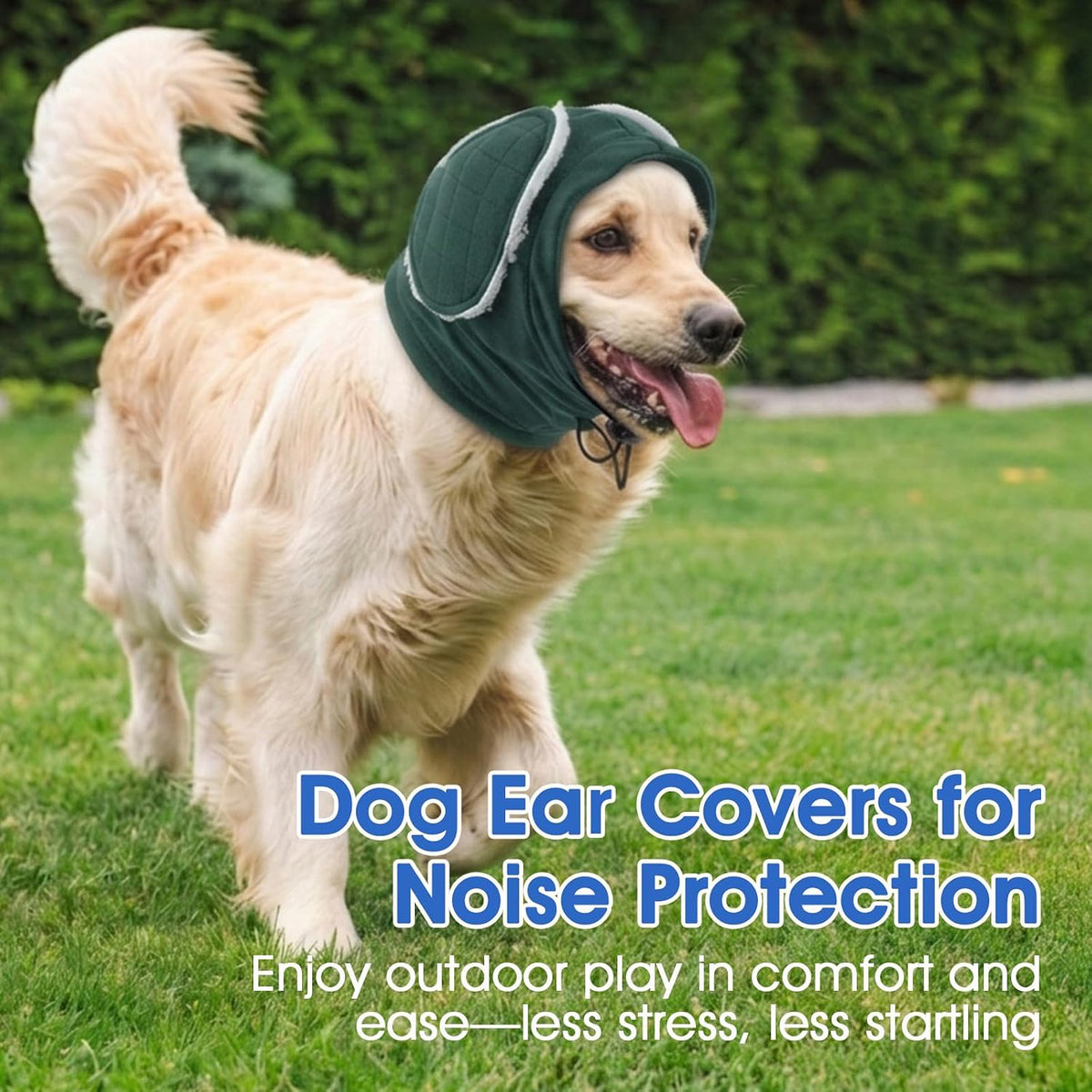 Morvigive green dog ear cover worn by a golden retriever
