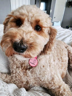 Authentic USA imported silicone pet tracking tag attached to a dog collar.