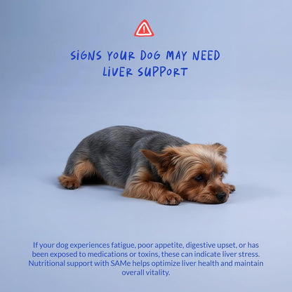 Bacon and liver flavored chewable tablets for pet wellness