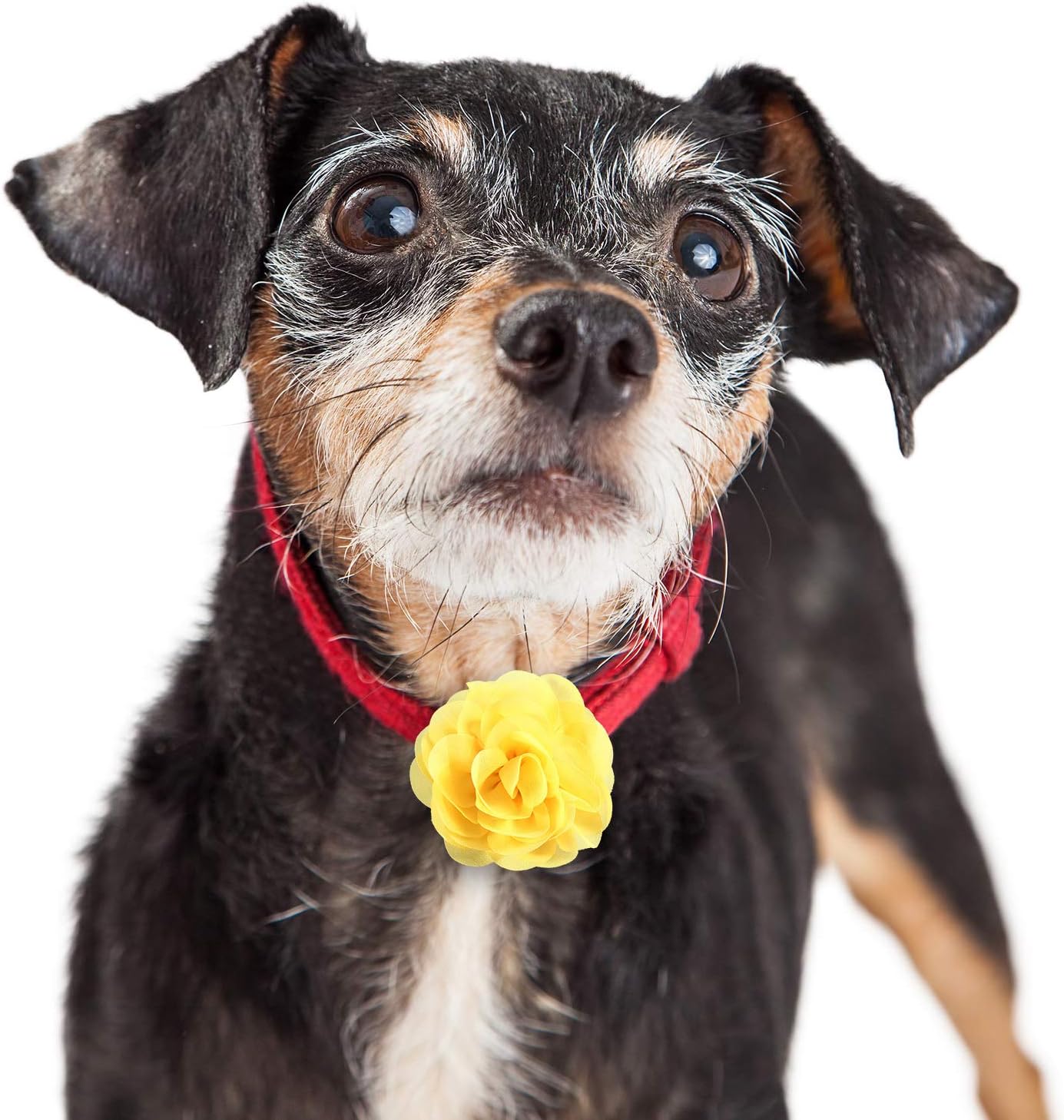 Close up view of elastic band backing on Leinuosen dog flower accessory