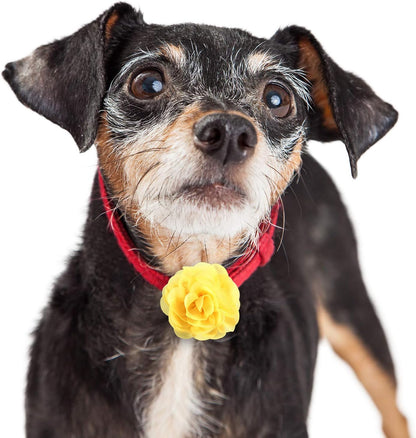 Close up view of elastic band backing on Leinuosen dog flower accessory