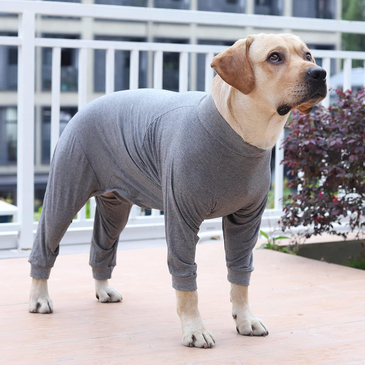 Dotoner recovery suit male dog excretion inner circle close up