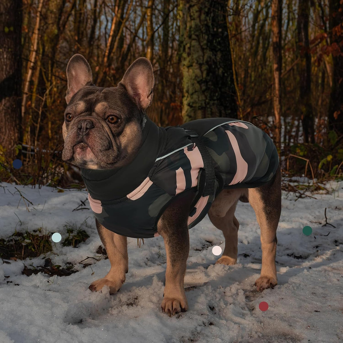 Dog wearing waterproof winter coat with leg straps