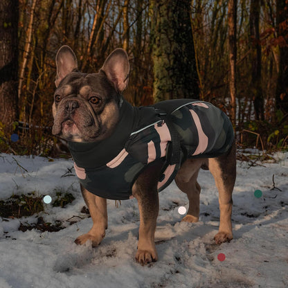 Dog wearing waterproof winter coat with leg straps