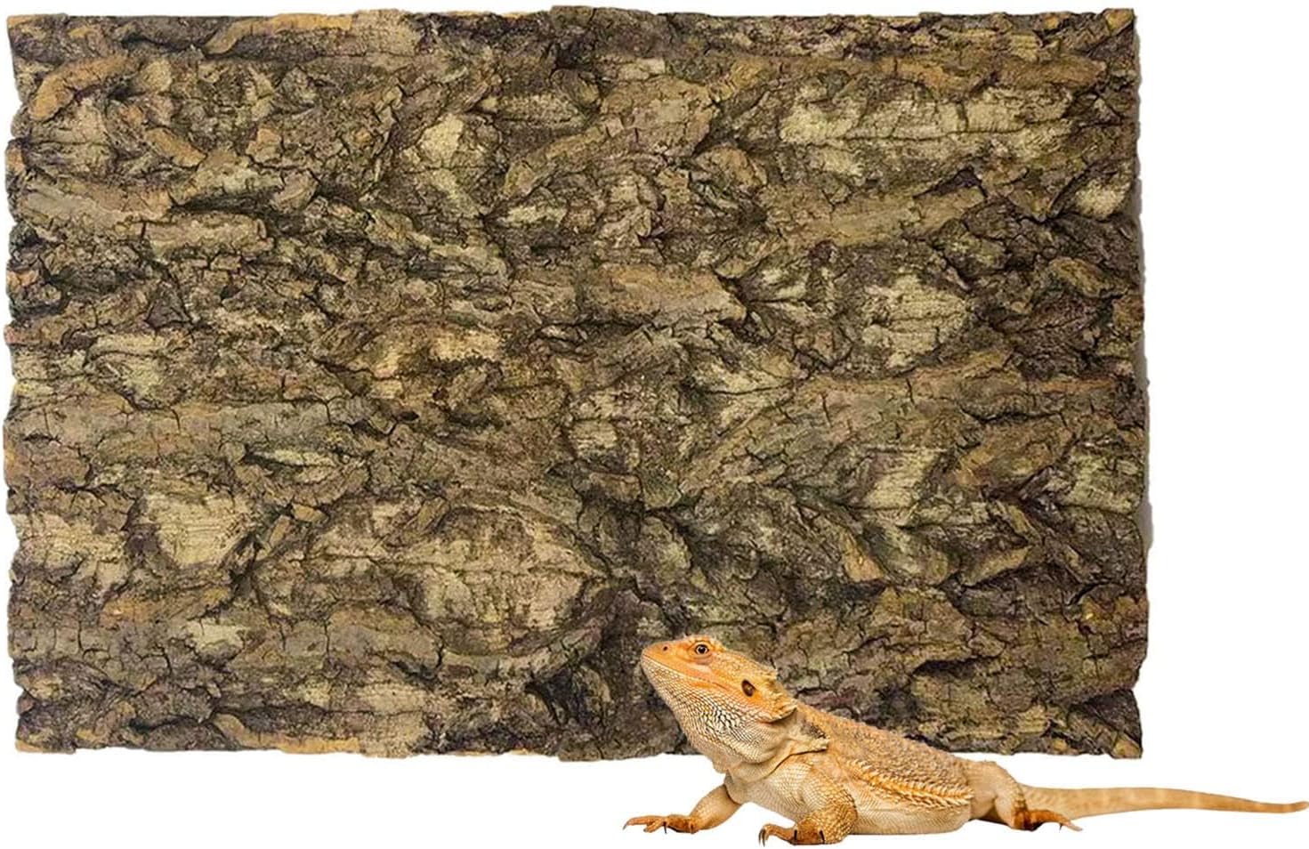 USA imported premium cork bark decoration inside a well decorated reptile vivarium.