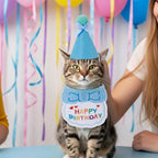 Matching cat birthday hat and bandana scarf accessory