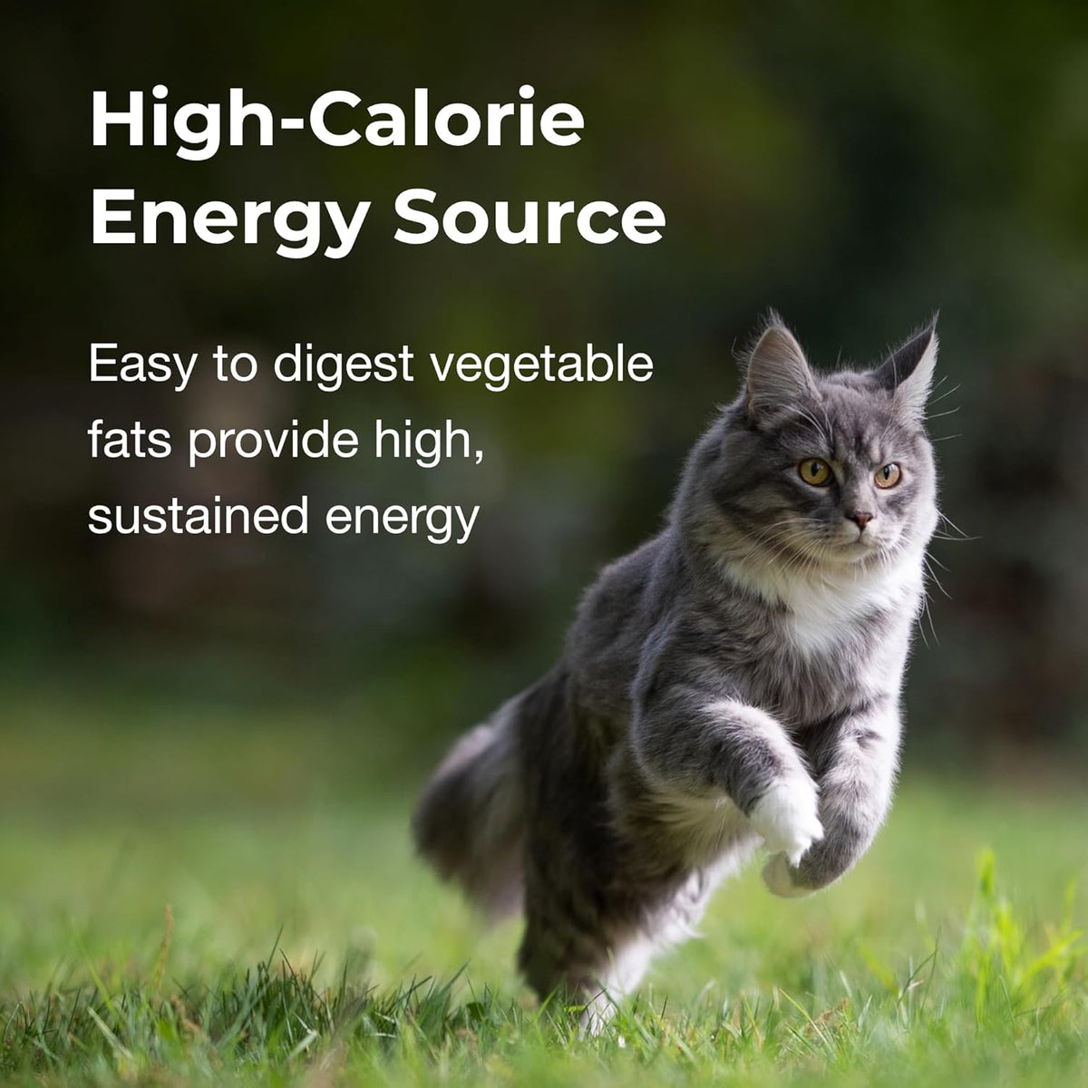 Easy to digest high calorie cat gel for weight gain