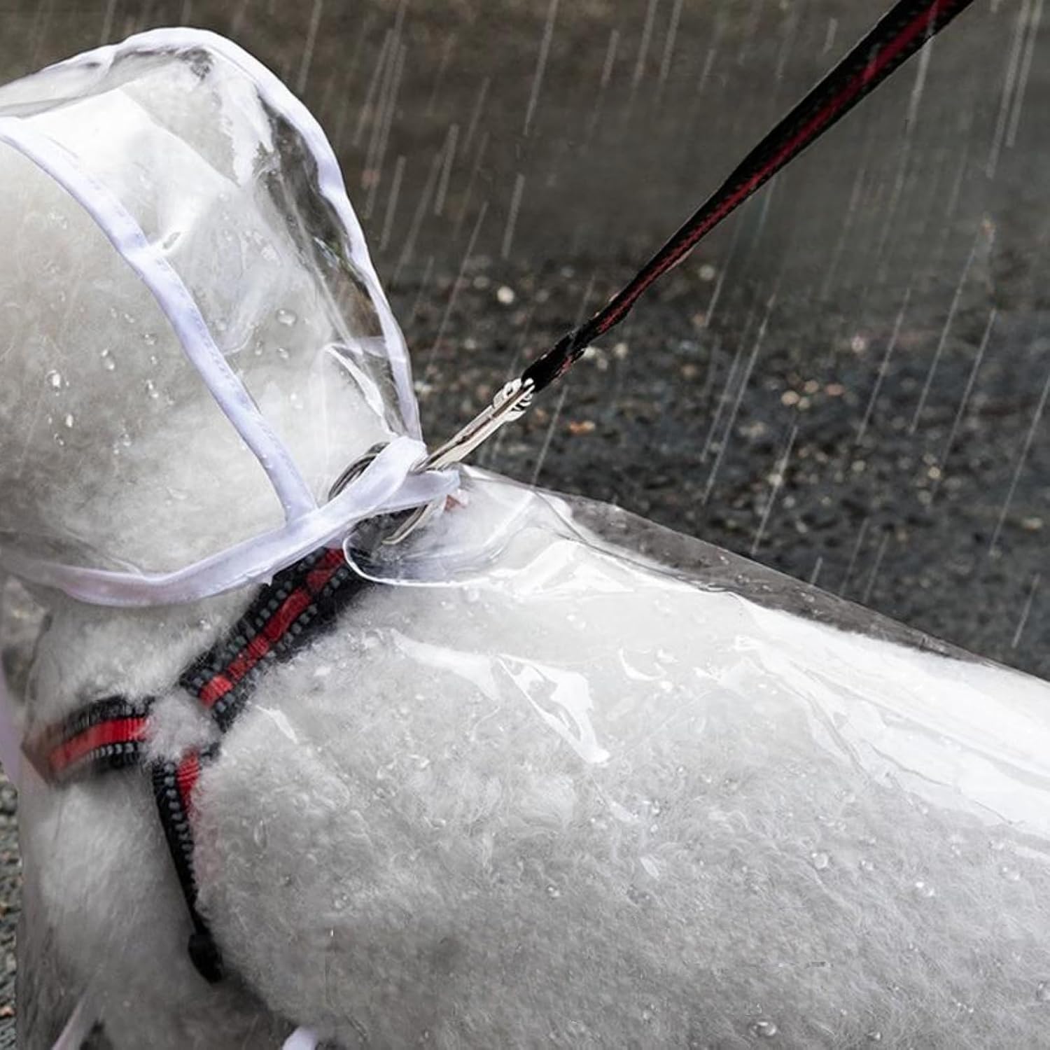 Small breed dog wearing a clear waterproof cape in rainy weather