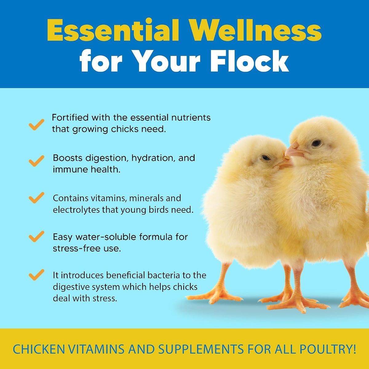 Equerry's Chick Boost supplement powder texture and packaging