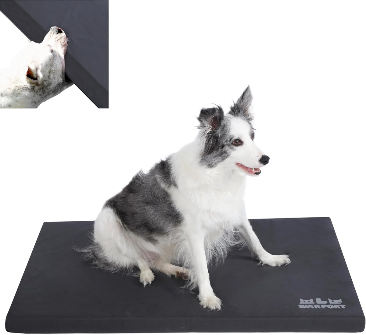 Small dog resting on blue Warfort chew resistant mat