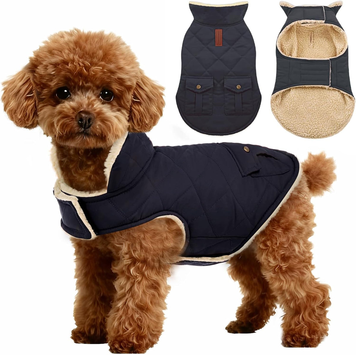 Small dog wearing green Asenku winter coat in cold weather