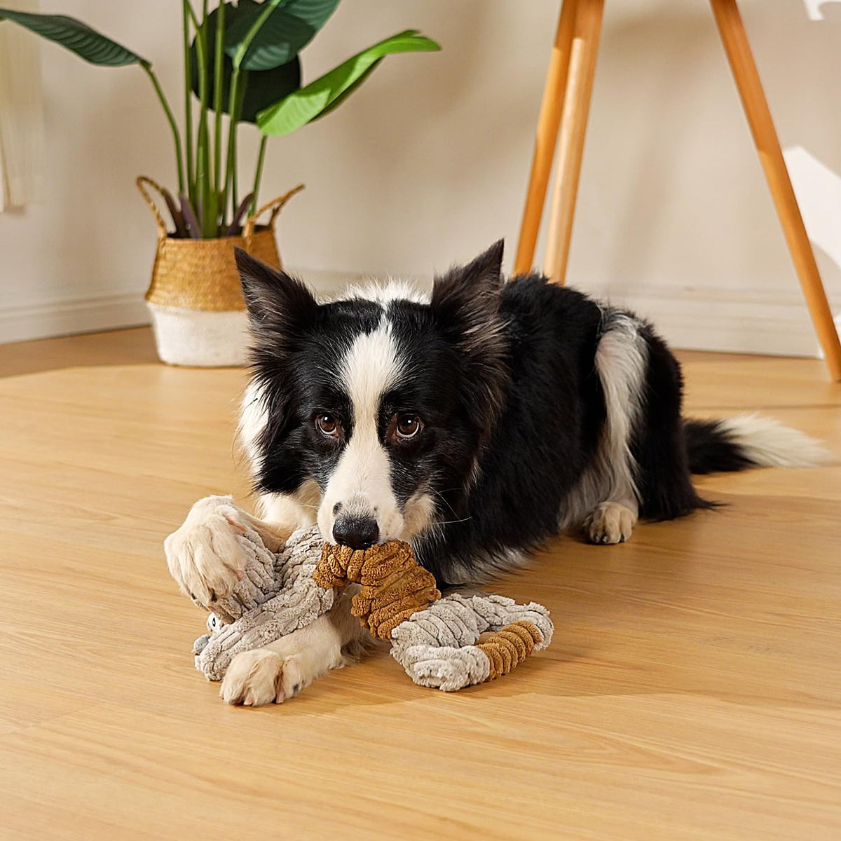 Machine washable squeaky dog chew toy for boredom relief