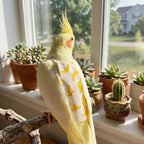 Rear view of bird diaper showing tail opening cutout