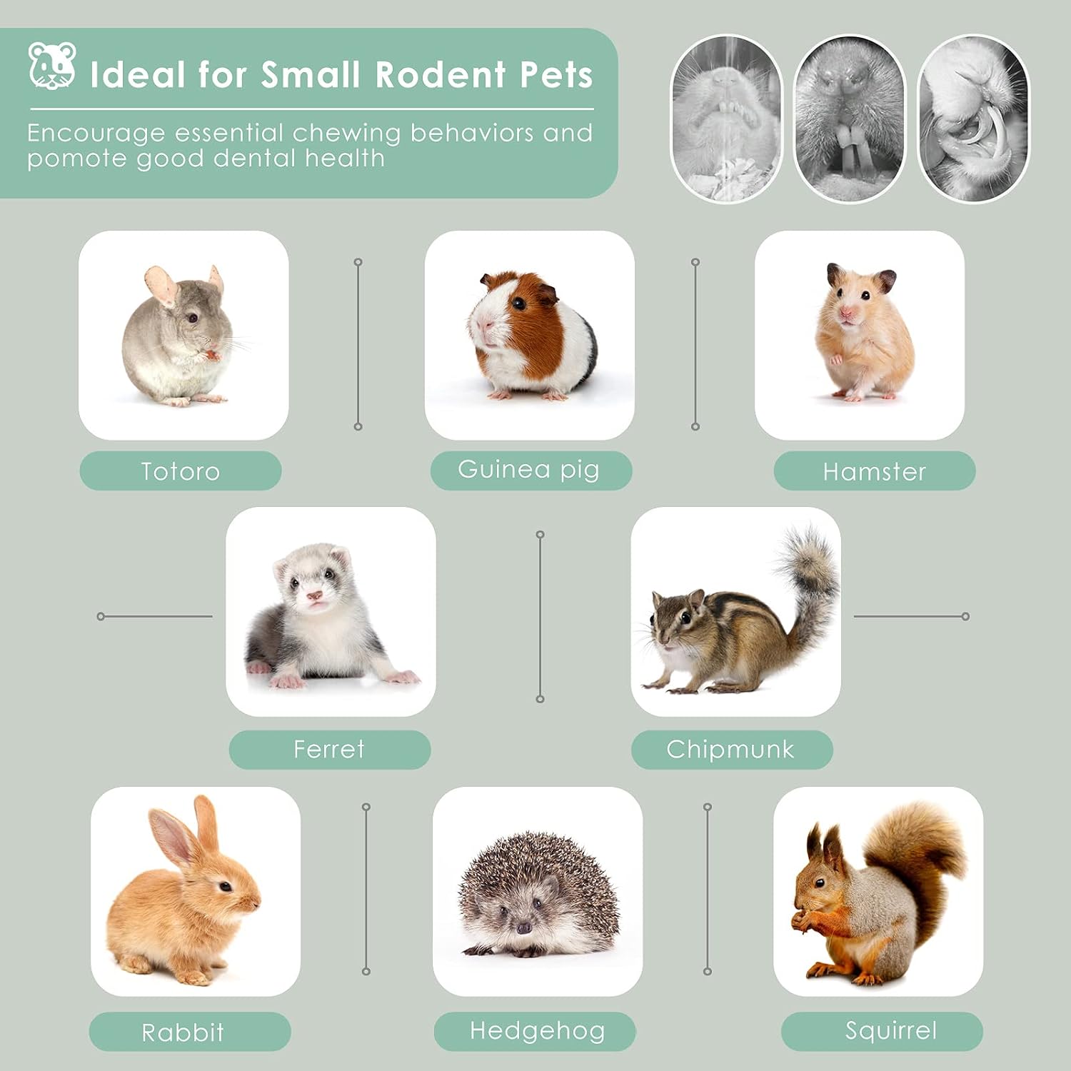 Natural dried bamboo sticks showcasing healthy safe dental care for hamsters
