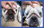Close-up view of Squishface puppy facial fold grooming tool made of premium silicone