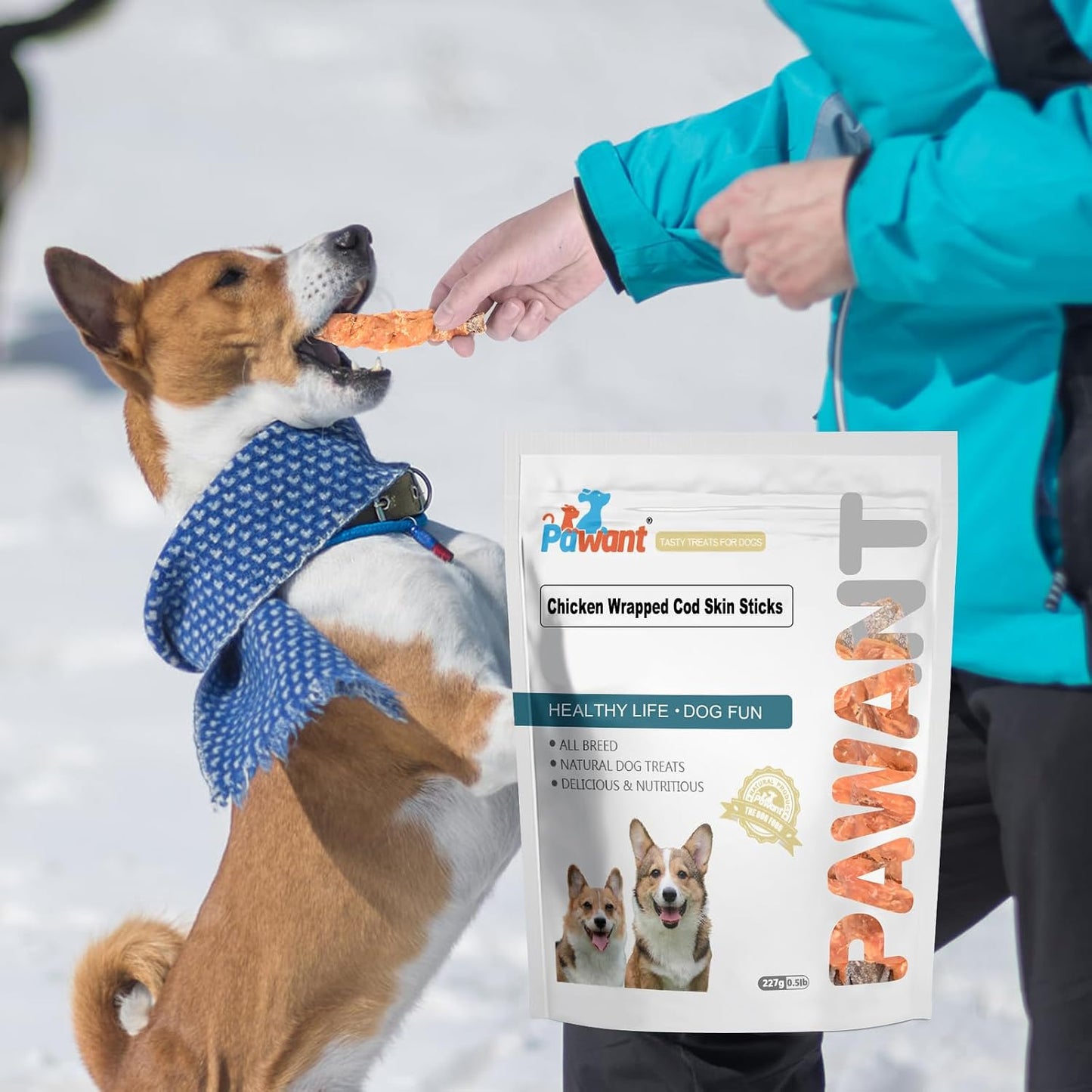 Small dog enjoying Pawant chicken wrapped cod skin treat