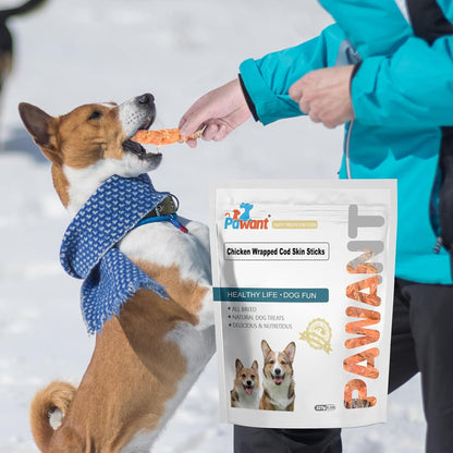 Small dog enjoying Pawant chicken wrapped cod skin treat