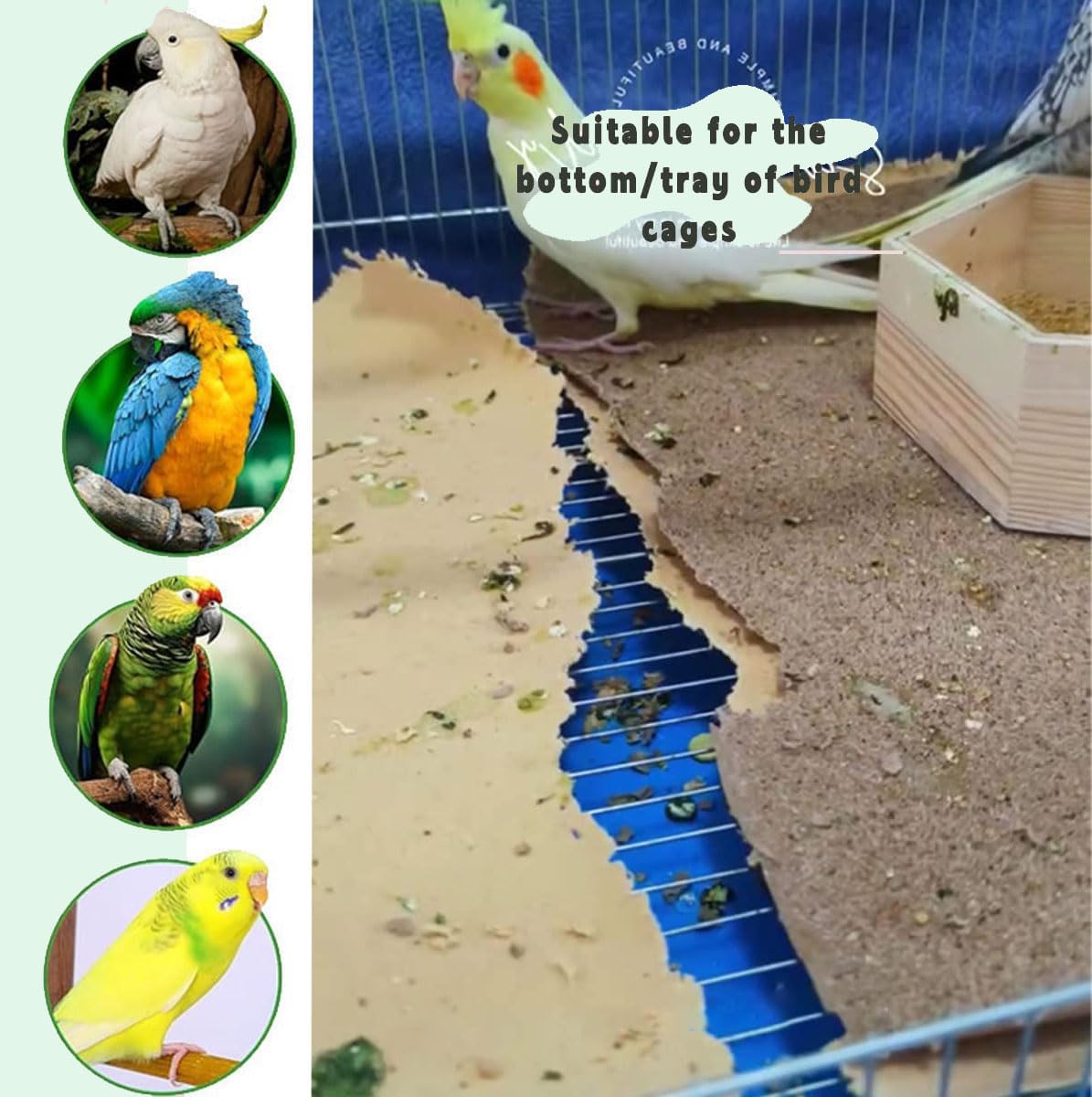 Educational diagram of bird gravel paper features