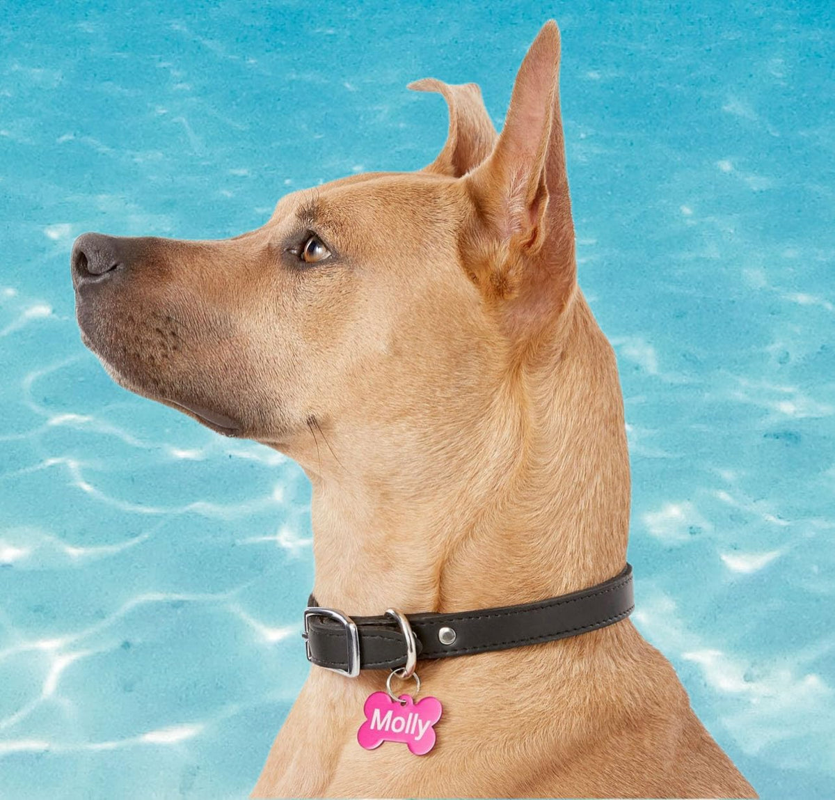 UEETEK Personalized Pet Name Tags in ten vibrant aluminum colors