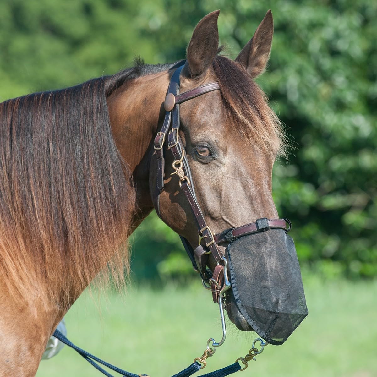 Cashel horse nose net mask front view showing breathable black mesh design