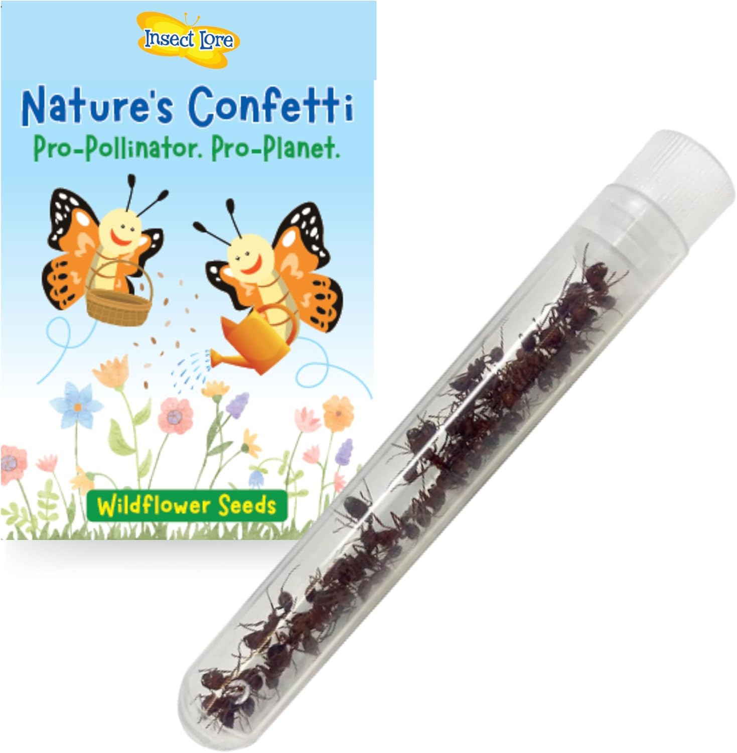Insect Lore Western Harvester Ants clear tube front view showing live insects