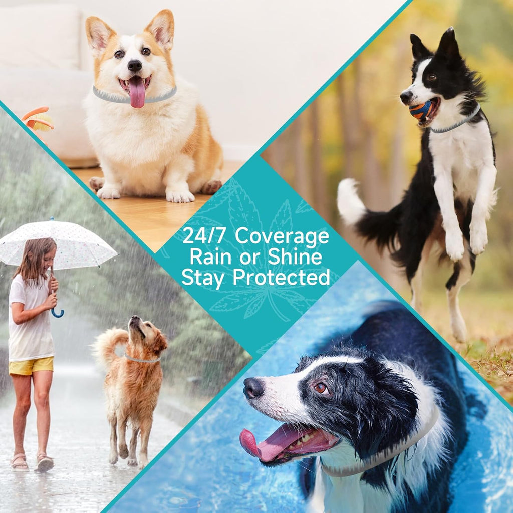 Set of four flea and tick collars for dogs