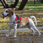 Adjustable buckle mechanism on JSXD dog vest for custom fit
