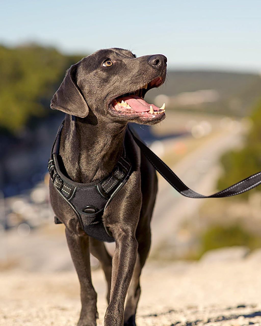 Joytale escape proof pet harness with quick release buckles