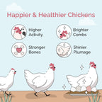 Healthy chickens eating Mile Four grit from a feeder