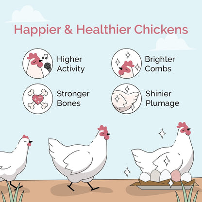 Healthy grower chickens in a coop with access to grit