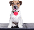 8 Pcs Flower Collar for Dogs 3 inch Colorful Cat Puppy Charms Pet Flower Collars Soft Dog Tie for Dogs Grooming Charms Accessories - Image 4