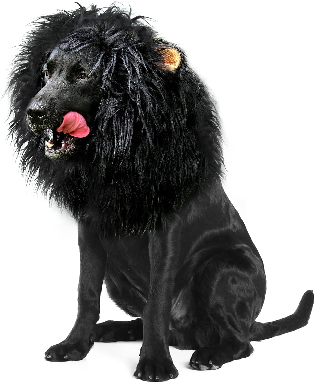 Onmygogo dog lion mane wig front view realistic costume for medium large breeds