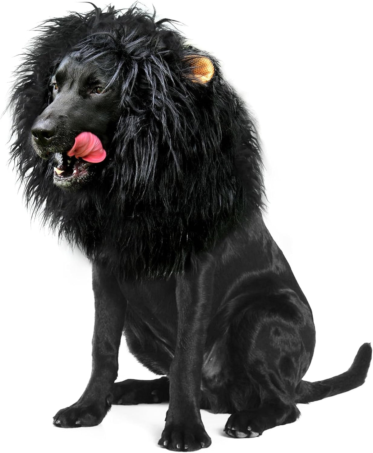 Onmygogo dog lion mane wig front view realistic costume for medium large breeds
