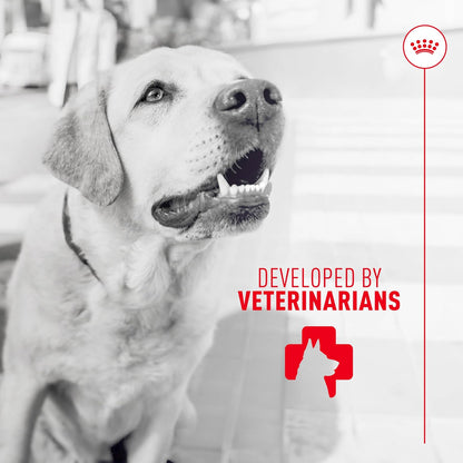 Veterinarian developed digestive supplement for dogs