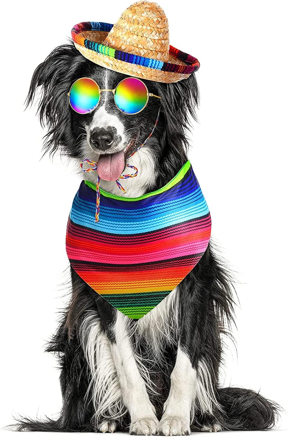 Side view of small dog wearing sombrero and fiesta bandana