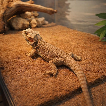 Twelve by twelve inch organic reptile carpet liner being trimmed to fit a small pet enclosure