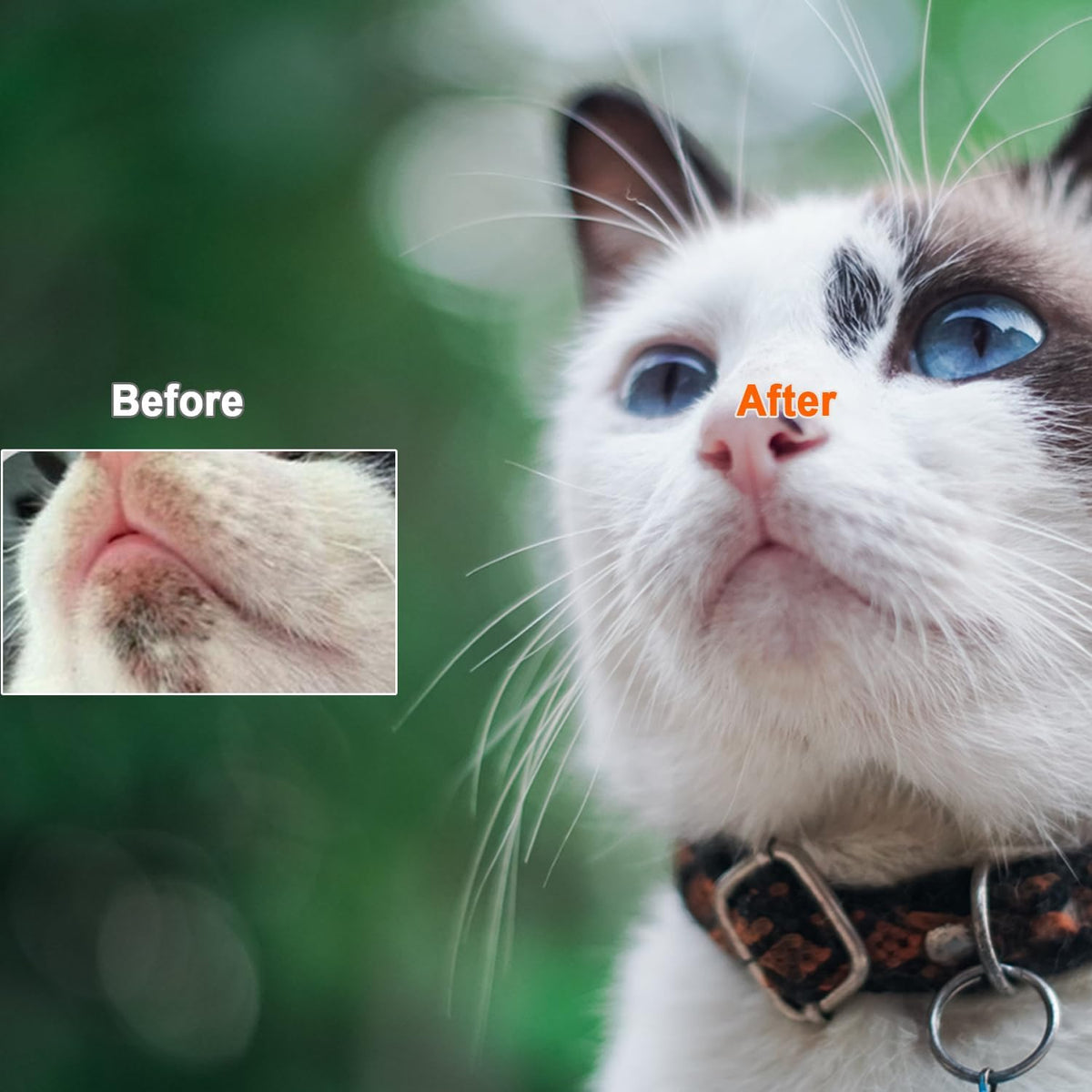 Oval shaped cat acne cleaning tool demonstrating flexible food grade silicone.